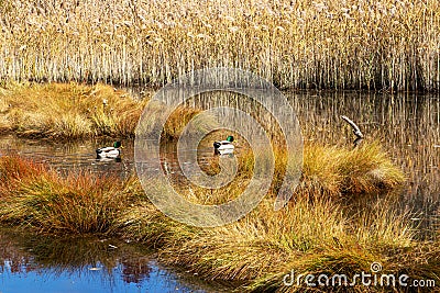 Autumn colored marsh wetland with two ducks Stock Photo