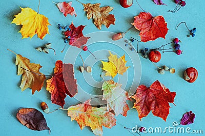 Autumn colorful faded leaves, acorns, chestnuts, nuts on blue background Stock Photo