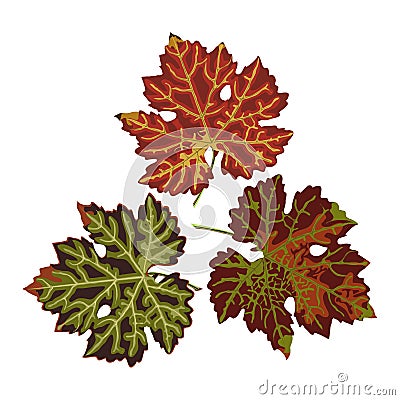 Autumn colorful grape leaves, isolated on white background Cartoon Illustration