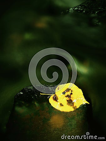 Autumn colorful leaf. Castaway on wet slipper stone in stream Stock Photo