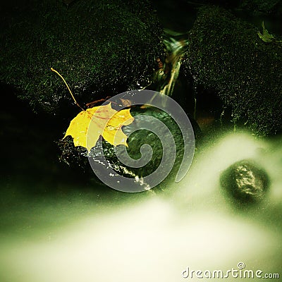 Autumn colorful leaf. Castaway on wet slipper stone in stream Stock Photo
