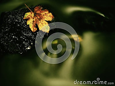 Autumn colorful leaf. Castaway on wet slipper stone in stream Stock Photo