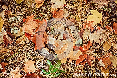 Autumn colorful leaves in fall on ground. Maple leaves. Nature background Stock Photo