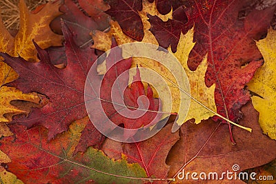 Autumn. Colorful oak leaves lie on the grass Stock Photo