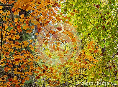 Autumn colorful orange, red and yellow leaves as background Stock Photo