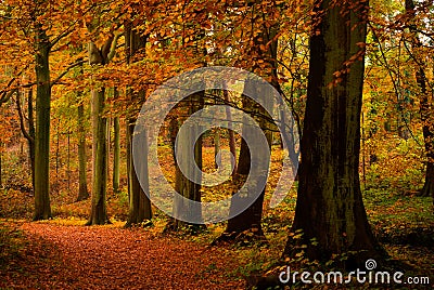 Autumn colors Stock Photo