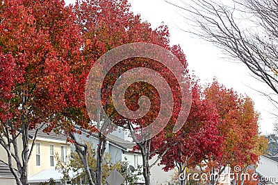 Autumn colors of American sweetgum, Liquidambar styraciflua Stock Photo