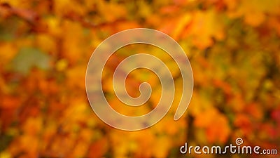 Autumn colors background Stock Photo