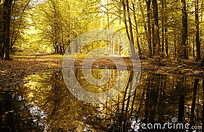 Autumn colors of a beautiful forest reflecting Stock Photo