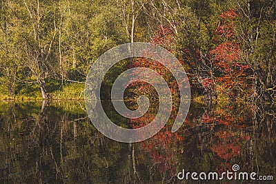 Autumn colors. Colorful trees with pond, reflection Stock Photo