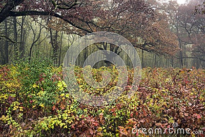 Autumn colors deep in midwest forest Stock Photo