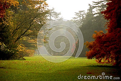 Autumn colors in the foggy forest Stock Photo