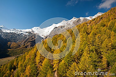 Autumn colors of the forest in Saas Fee Stock Photo