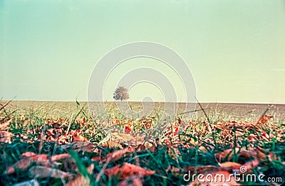 Autumn colors and lonely tree in the Swiss fields and countryside with analogue photography - 4 Stock Photo