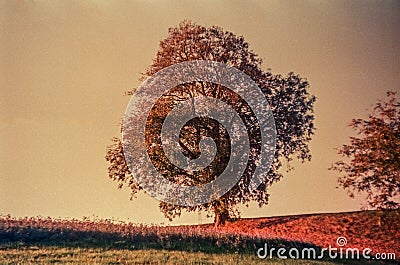 Autumn colors and lonely tree in the Swiss fields and countryside with analogue photography - 1 Stock Photo