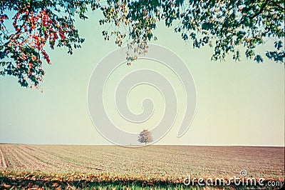 Autumn colors and lonely tree in the Swiss fields and countryside with analogue photography - 5 Stock Photo