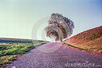 Autumn colors and lonely tree in the Swiss fields and countryside with analogue photography - 3 Stock Photo