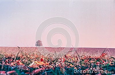 Autumn colors and lonely tree in the Swiss fields and countryside with analogue photography - 6 Stock Photo