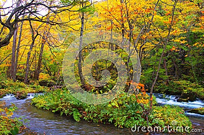 Autumn Colors of Oirase River Stock Photo