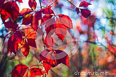 Autumn colors of red Virginia creeper leaves Stock Photo