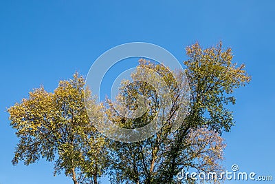 Autumn colors on a tree isolated against a clear blue sky Stock Photo