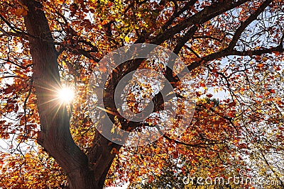 Autumn Colours in Melbourne Australia Stock Photo