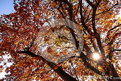 Autumn Colours in Melbourne Australia Stock Photo