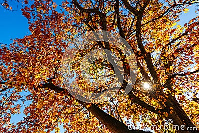 Autumn Colours in Melbourne Australia Stock Photo