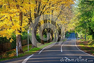 Autumn colours in Mount Macedon, Victoria, Australia Stock Photo
