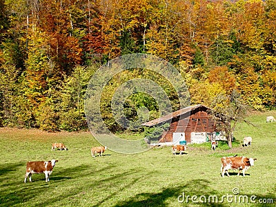 Autumn colours in Switzerland Stock Photo