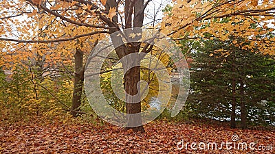 Autumn colours trees green yellow red orange ground covered in dead dry leaves Stock Photo