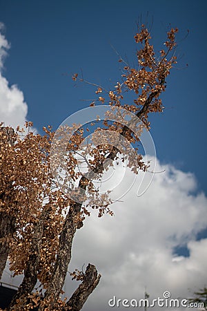 Autumn comeing Stock Photo