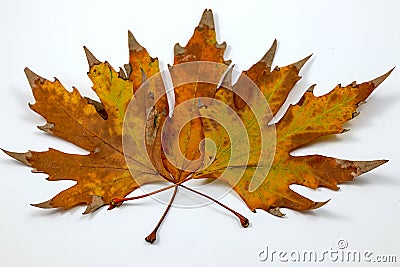 Autumn comes and leaves Stock Photo