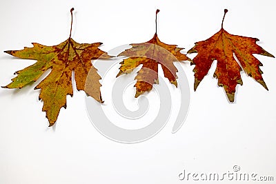 Autumn comes and leaves Stock Photo