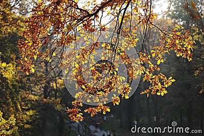 Autumn is comming Stock Photo