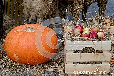 Autumn composition of apples, straw and pumpkin. Stock Photo