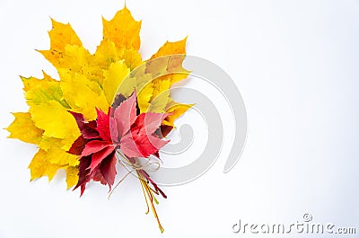 Autumn composition. Bouquet of bright colorful autumn leaves on a white background. Autumn cocept. Copy space Stock Photo