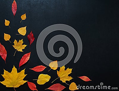 Autumn composition with color leaves ornament on balck slate board with copy space. bright maple foliage season autumn text Stock Photo