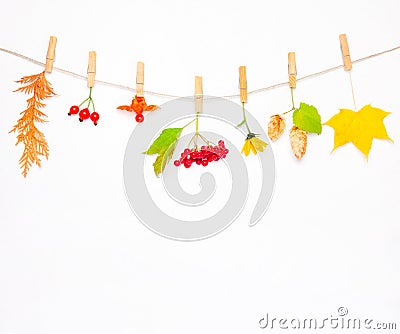 Autumn composition made of flower, maple leaves, berries rose hips, red viburnum, hop cones and physalis on white background Stock Photo