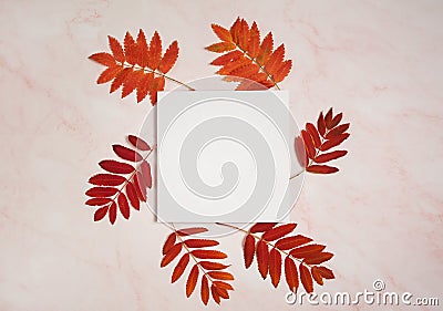 Paper blank, red and orange Rowan leaves on a pink background. Stock Photo