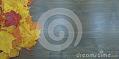 Autumn composition, several maple leaves Stock Photo