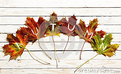 Autumn concept with colorful leaves Stock Photo