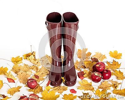 Autumn concept. Rubber boots color Marsala. Autumn leaves and ap Stock Photo