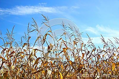 Autumn corn Stock Photo