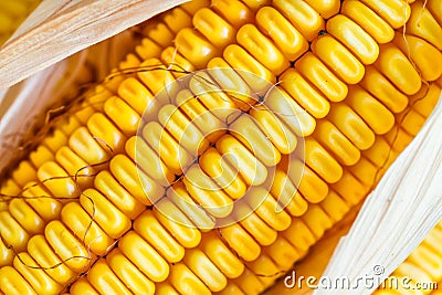 Autumn Corn Stock Photo