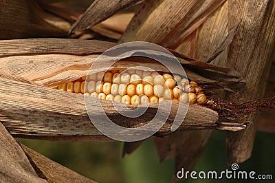 Autumn Corn Cob Stock Photo