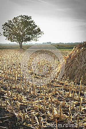 Autumn corn field Stock Photo