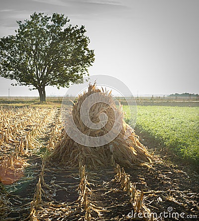 Autumn corn field Stock Photo