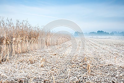 Autumn corn field Stock Photo