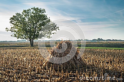 Autumn corn field Stock Photo